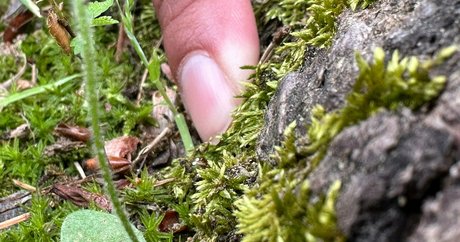 solecirilla Profilbild