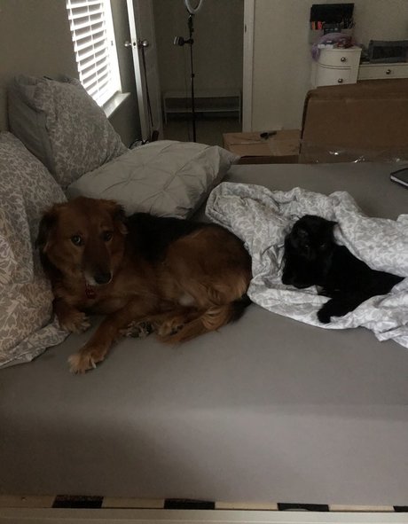 Allisonbangert nacktheit kunst bilder