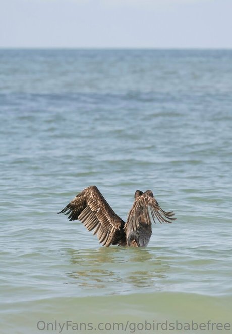 gobirdsbabefree xxx kostenlose galerien