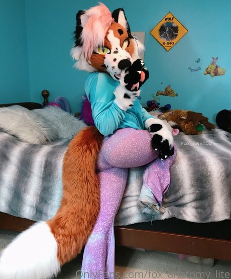 fox anatomy lite top freie fotos