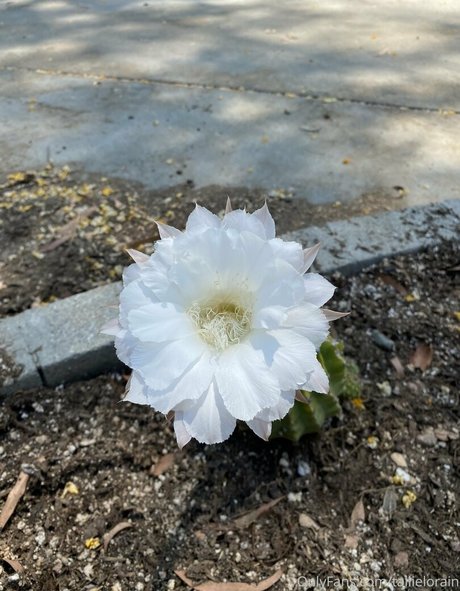 tallielorain hübsche porno bild