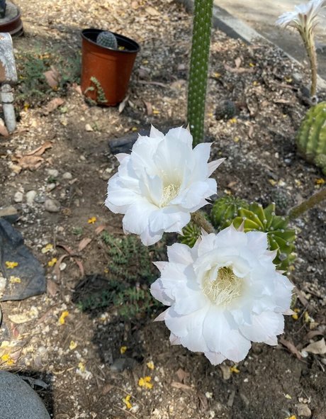 tallielorain kostenlose sexy archiv