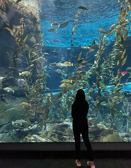 Wolfabelle heiße schöne bild