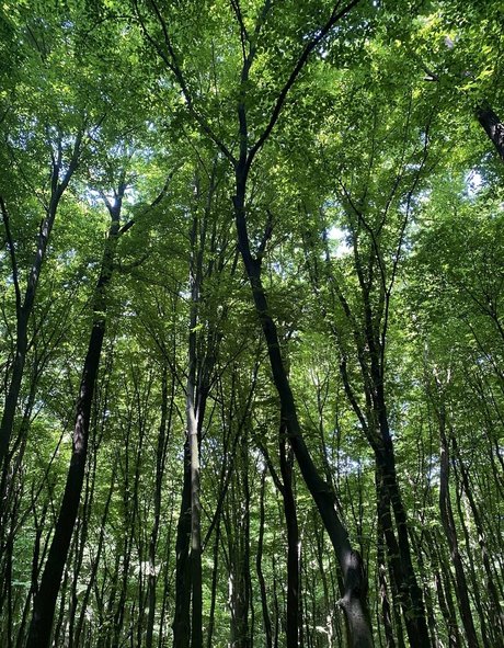 nutscracker8306 hübsche kunst bilder