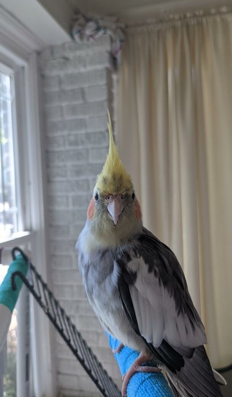 Natalie Minx exklusive pornostar bild