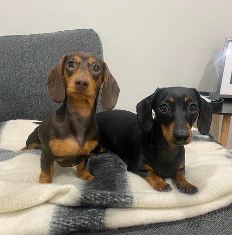 Jayme Lee beste pornographische bild